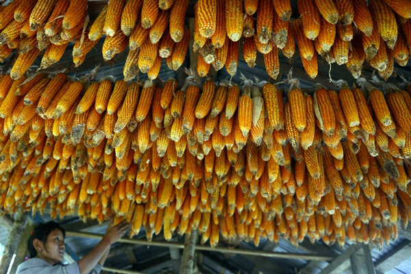 Corn are hung to dry from a hut in Pelling, India’s Sikkim state, on 19 December, 2013.